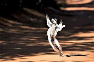 Berenty  Dancing  Sifaka 2  Mada  Tourism