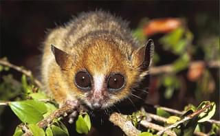 Berthes Mouse Lemur - Gerald Cubitt
