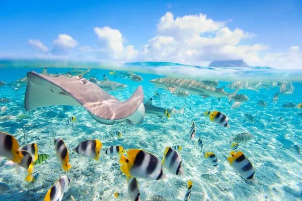 BOB Authentic Shark Lagoon Safari 8 Bora Bora BOB Authentic Shark Lagoon Safari 8 Bora Bora