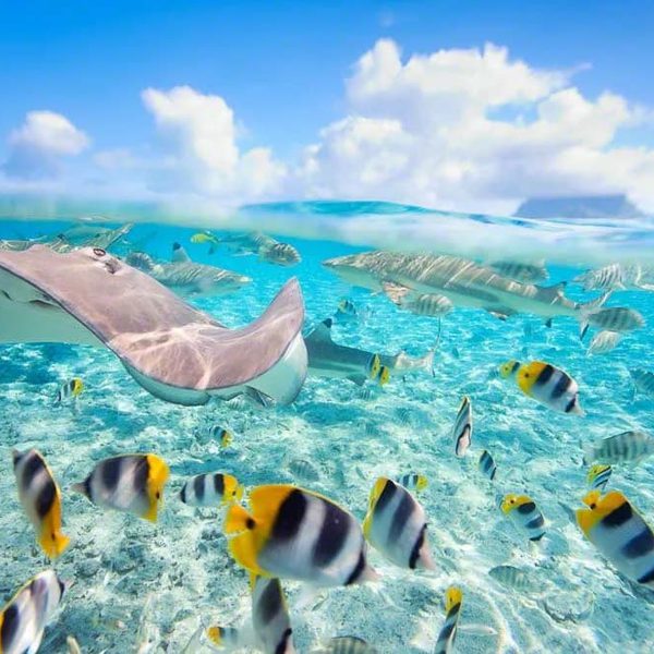 BOB Authentic Shark Lagoon Safari 8 Bora Bora