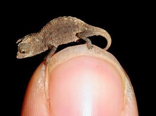 Brookesia Micra - Frank Glaw Brookesia Micra - Frank Glaw
