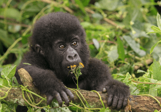 Baby Gorilla Rwanda Canva Pro Baby Gorilla Rwanda Canva Pro