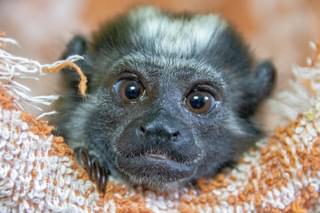 Baby Monkey Panama