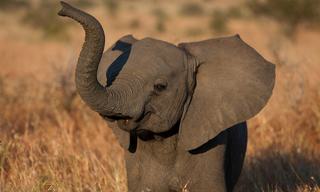 Baby elephant Kruger National Park