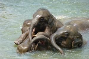 Baby Elephants Baby Elephants