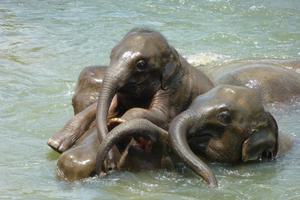 Baby Elephants