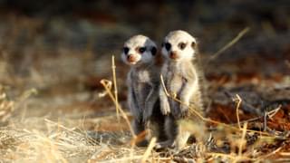 Baby meerkats Tswalu Safari lodge South Africa