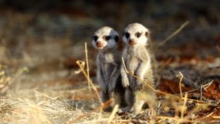 Baby meerkats Tswalu Safari lodge South Africa Baby meerkats Tswalu Safari lodge South Africa