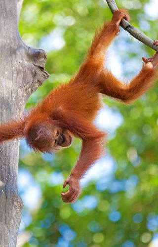 Baby orangutan Borneo