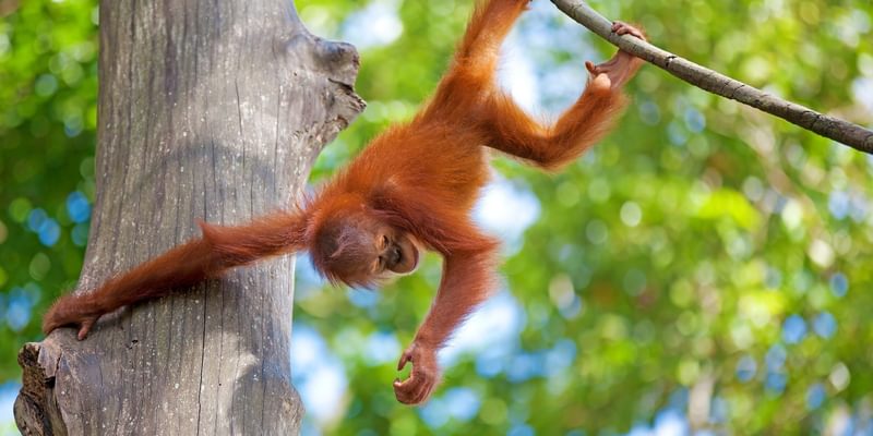 Baby orangutan Borneo Baby orangutan Borneo