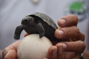 Baby Turtle Galapagos