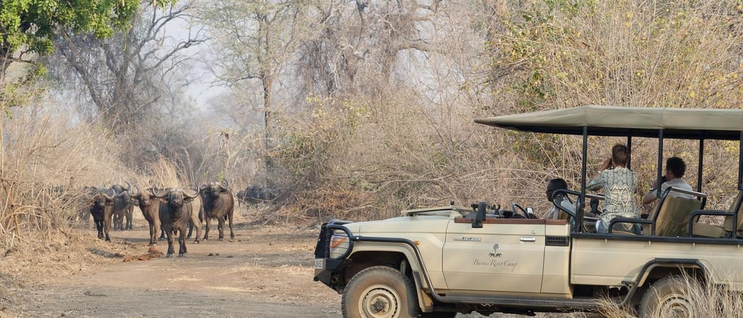 Baines River Camp Game Drive Zambezi Zambia