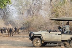 Baines River Camp Game Drive