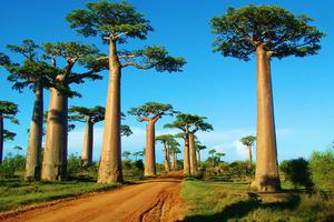 Baobab Alley