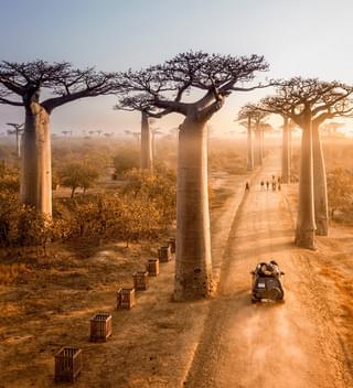 Baobab Avenue In Madagascar Copy