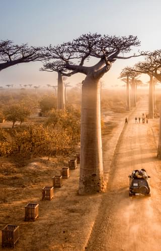 Baobab Avenue In Madagascar