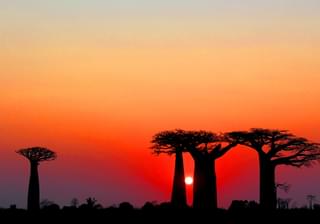 Baobab Sunrise