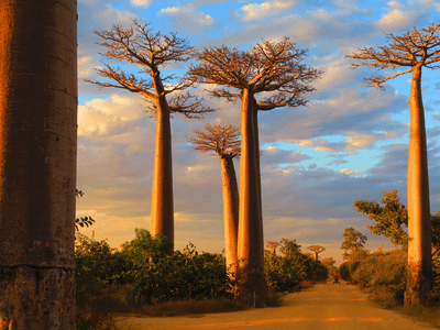 Baobabs Canva pro Baobabs Canva pro