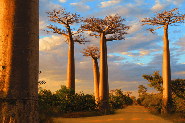 Baobabs Canva pro Baobabs Canva pro