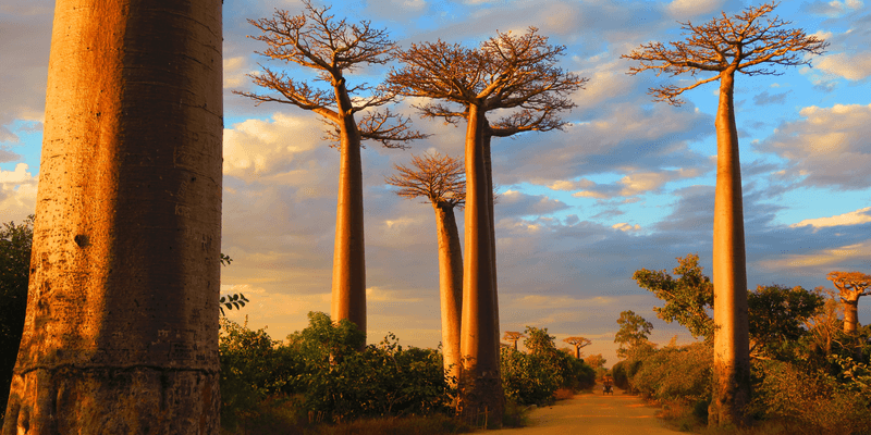 Baobabs Canva pro Baobabs Canva pro