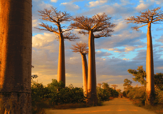 Baobabs Madagascar Canva Pro Baobabs Madagascar Canva Pro