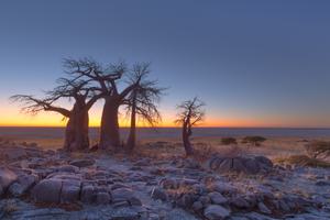 Baobabs At Sunrise On Kubu Island In Makgadikgadi Pans Baobabs At Sunrise On Kubu Island In Makgadikgadi Pans
