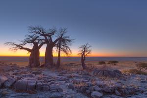 Baobabs At Sunrise On Kubu Island In Makgadikgadi Pans