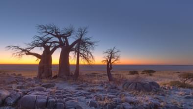 Baobabs At Sunrise On Kubu Island In Makgadikgadi Pans