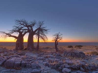 Baobabs At Sunrise On Kubu Island In Makgadikgadi Pans
