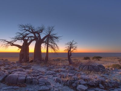Baobabs At Sunrise On Kubu Island In Makgadikgadi Pans Baobabs At Sunrise On Kubu Island In Makgadikgadi Pans