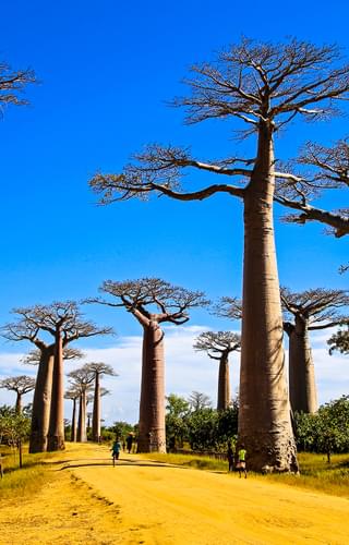 Baobabs In Madagascar