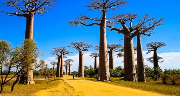 Baobabs In Madagascar