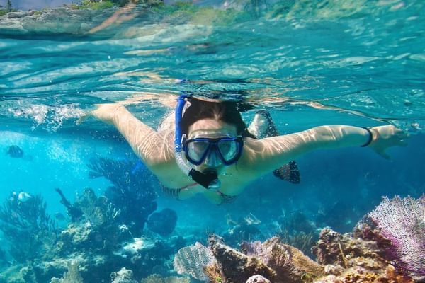Barbados snorkelling Caribbean Barbados snorkelling Caribbean