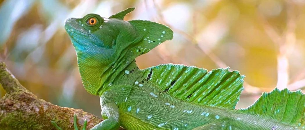 Basilisco Tortuguero 1