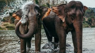 Bathing Asian Elephants Bathing Asian Elephants