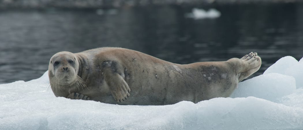 Bearded seal Spitsbergen Arctic Polar Erwin Vermeulen Oceanwide Expeditions