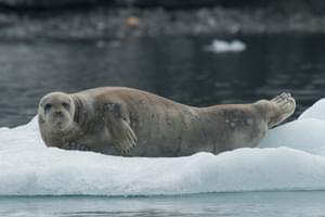 Bearded seal Spitsbergen Arctic Polar Erwin Vermeulen Oceanwide Expeditions