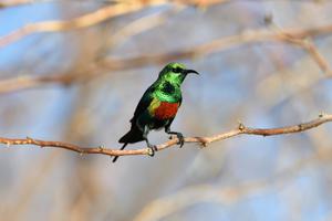 Beautiful Sunbird 4