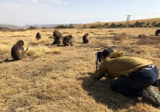 A Group of Geladas A Group of Geladas