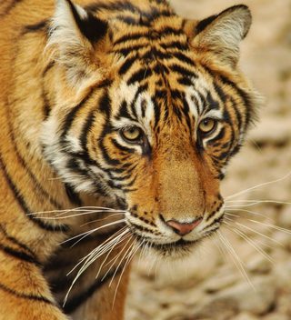 Bengal Tiger Bengal Tiger