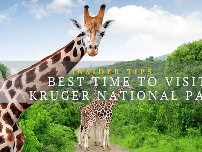 Best Time to Visit Kruger: Discover Peak Wildlife Viewing
