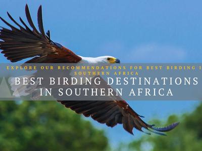 Best birding in SA