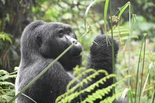 Big Gorilla Rwanda min