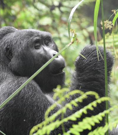 Big Gorilla Rwanda min