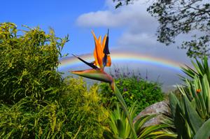 Bird of Paradise Boquete Chiriqui Highlands Panama Canva Pro Bird of Paradise Boquete Chiriqui Highlands Panama Canva Pro