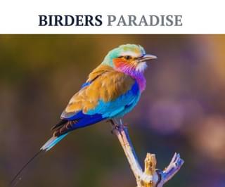 Birders Paradise