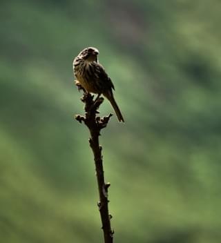 Birding In Uganda Melvyn Dodd