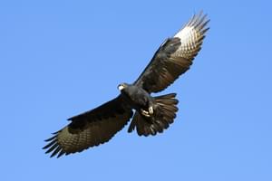 Birds Of Prey At Gorges Lodge
