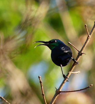 Black Bird Black Bird