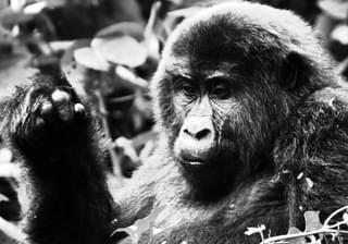 Black And White Gorilla In Uganda Melvyn Dodd